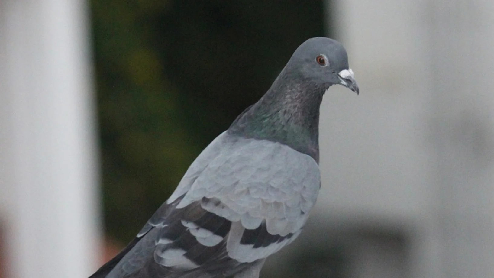 Taube auf dem Dach.  (Bild: pixabay.com) Taube auf dem Dach.