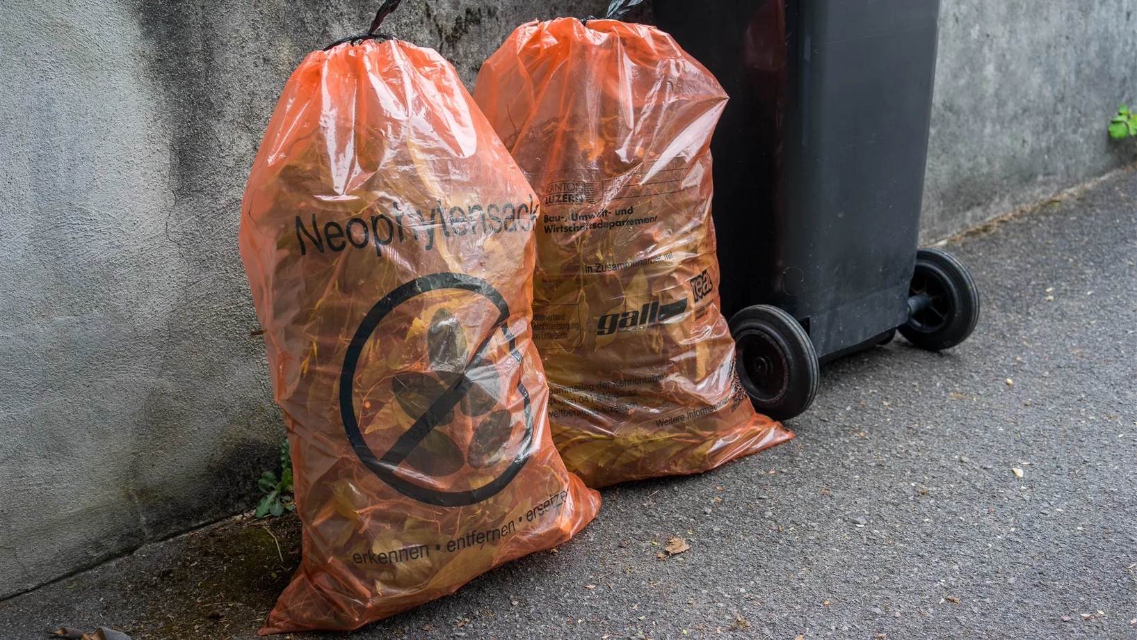 Neophytensäcke am Strassenrand.  Zwei gefüllte Neophytensäcke stehen am Strassenrand.