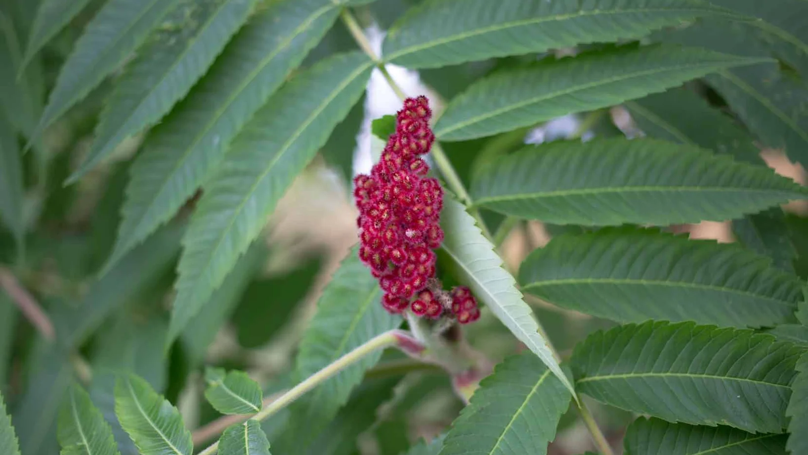 Essigbaum Essigbaum