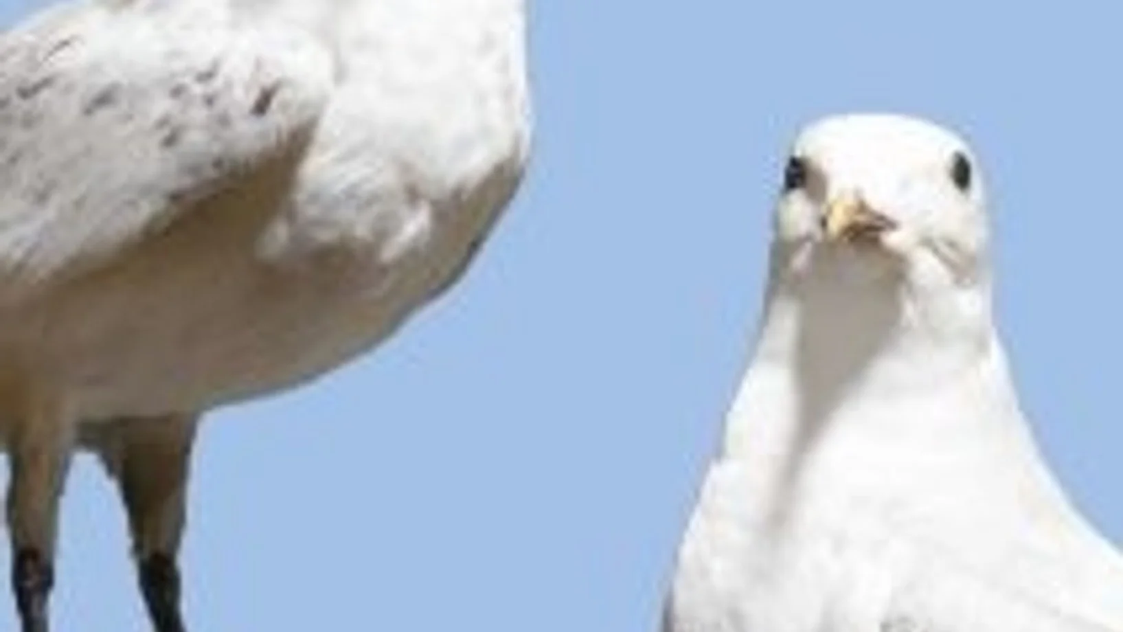 Blickwinkel-Kabinett