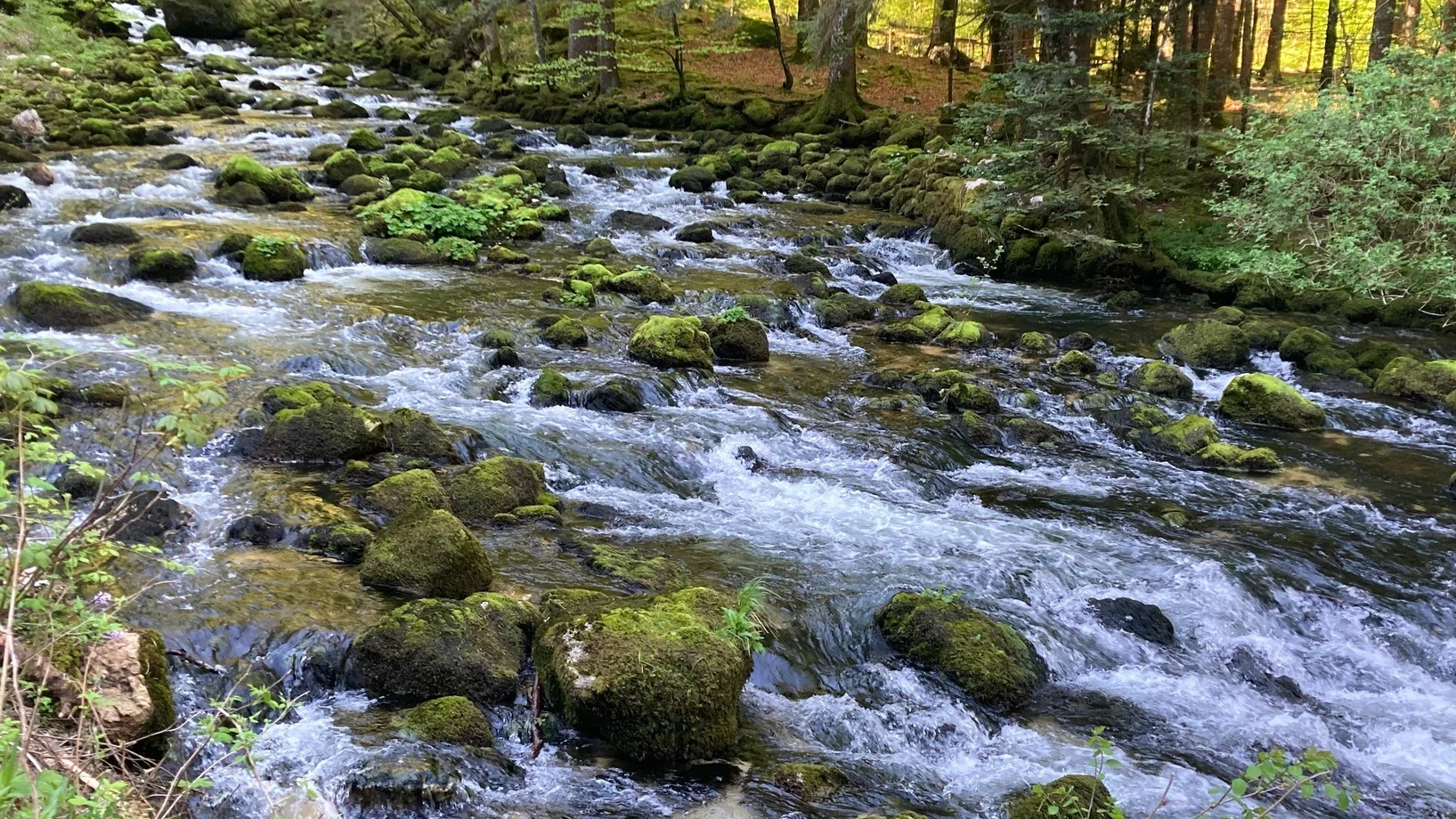 Ein Bach in einem Wald